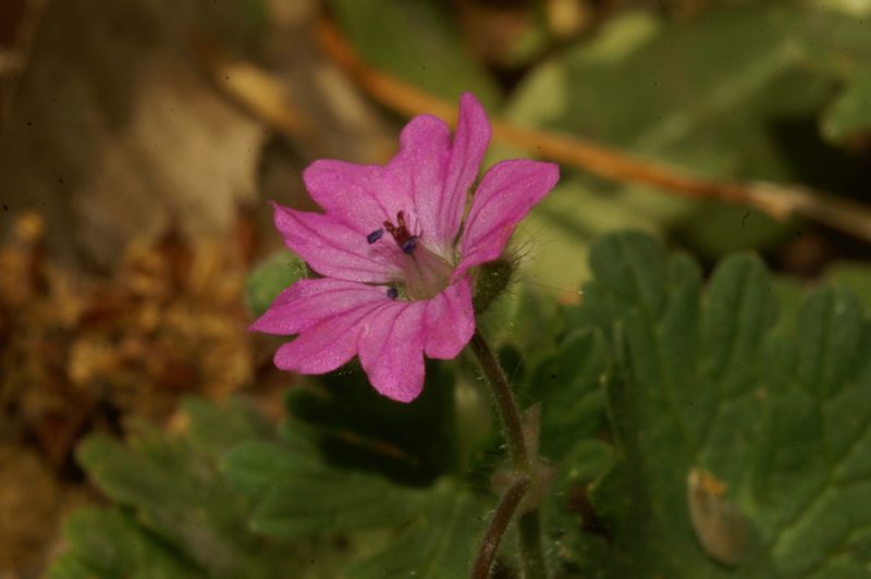 Mehka krvomočnica (Geranium molle), Trnovo, 2007-04-17 (Foto: Benjamin Zwittnig)