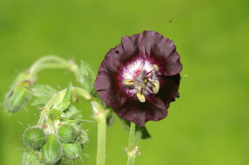 Rjavordeča krvomočnica (Geranium phaeum), Zalog pri Polhovem gradcu, 2007-06-02 (Foto: Benjamin Zwittnig)