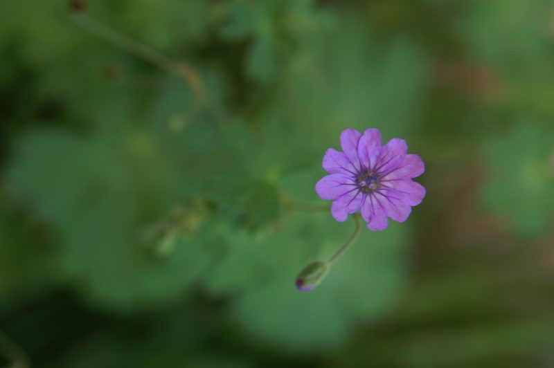 Pirinejska krvomočnica (Geranium pyrenaicum), Krnica, 2010-06-05 (Foto: Benjamin Zwittnig)