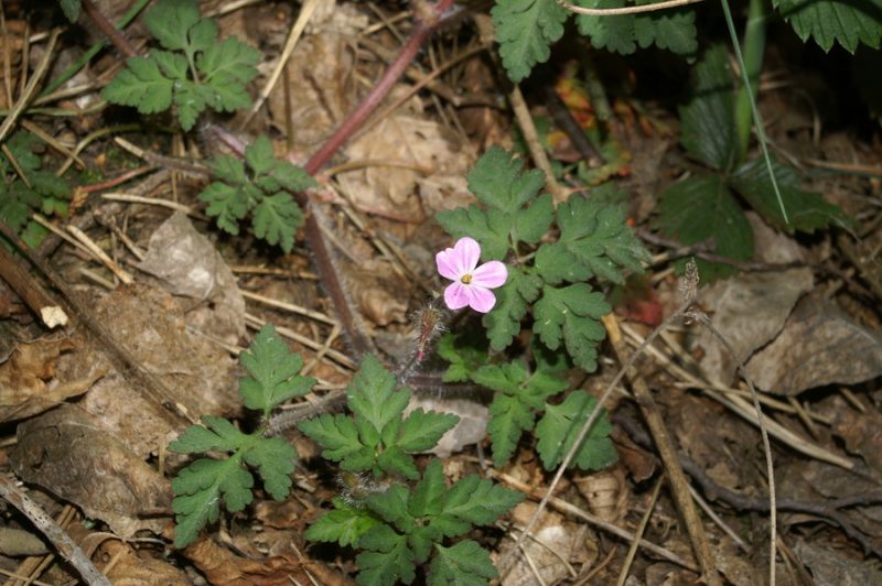 Smrdljička (Geranium robertianum), Vremščica, 2007-04-15 (Foto: Benjamin Zwittnig)