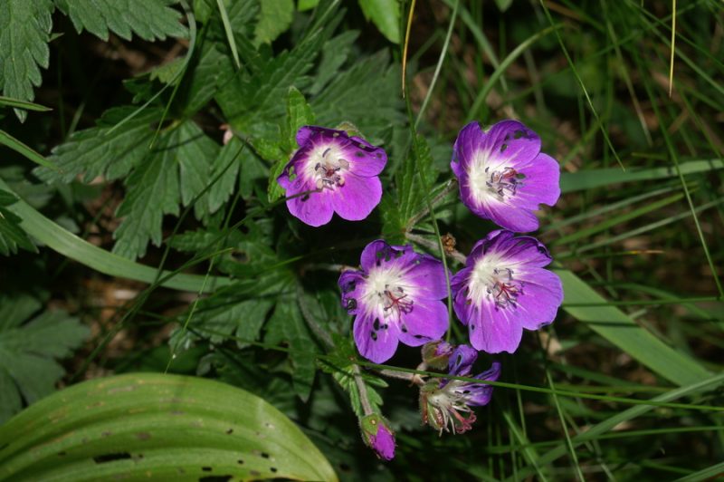 Gozdna krvomočnica (Geranium sylvaticum), Gamsov skret, 2007-06-21 (Foto: Benjamin Zwittnig)