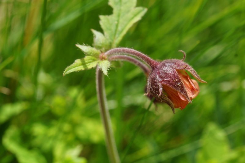 Potočna sretena (Geum rivale), pod Kokrškim sedlom, 2016-07-02 (Foto: Benjamin Zwittnig)