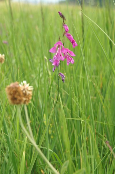 Močvirski Meček Gladiolus Palustris Slovenska Flora 9768