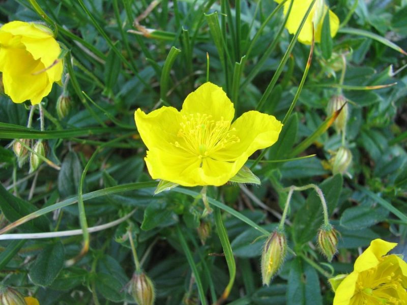 Planinsko sončece (Helianthemum alpestre), Tičarica - Zelnarica, 2009-08-18 (Foto: Sonja Kostevc)