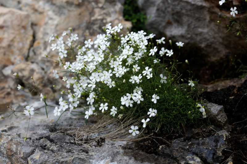 Planinski slanozor (Heliosperma alpestre), pod Kalško goro, 2016-07-16 (Foto: Benjamin Zwittnig)