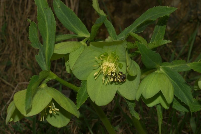 Blagodišeči teloh (Helleborus odorus), 2006-04-09 (Foto: Benjamin Zwittnig)