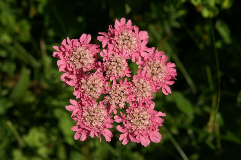 Rožnordeči dežen (Heracleum austriacum ssp. siifolium), Zelenica, 2009-08-02 (Foto: Benjamin Zwittnig)