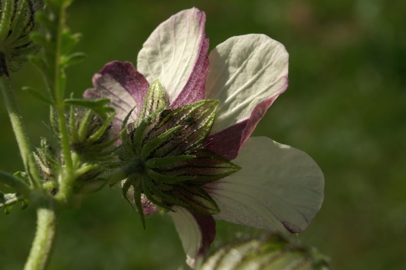 Navadni oslez (Hibiscus trionum), Vučja gomila, 2007-09-30 (Foto: Benjamin Zwittnig)