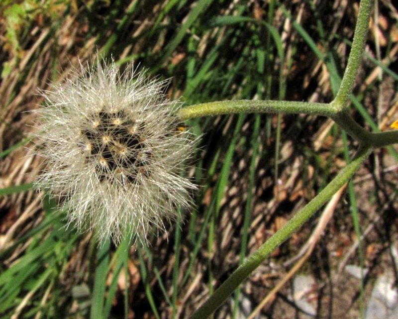 Razcepljena škržolica (Hieracium bifidum), Sev. pobočje Kamniškega vrha (ob gozdni cesti), 2011-05-27 (Foto: Boris Gaberšček)