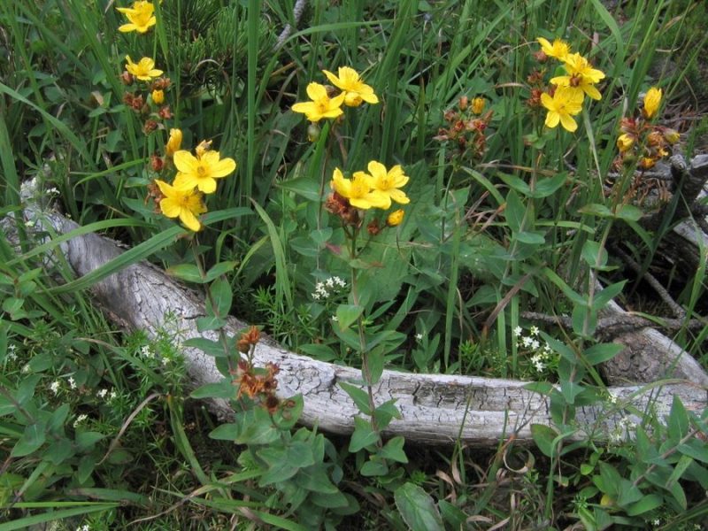 Pegasta krčnica (Hypericum maculatum), Snežnik, 2009-07-14 (Foto: Boris Gaberšček)