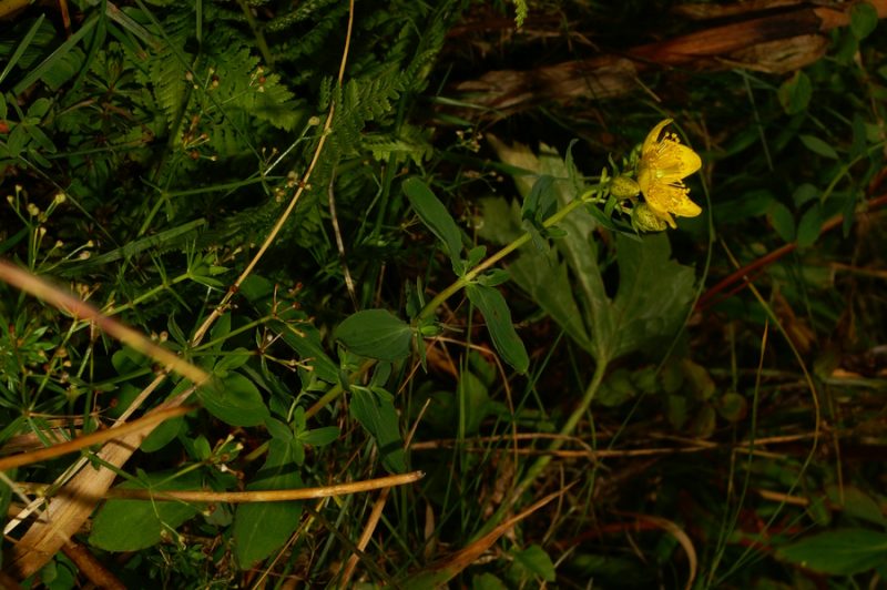 Šentjanževka (Hypericum perforatum), Soriška planina, 2006-08-15 (Foto: Benjamin Zwittnig)