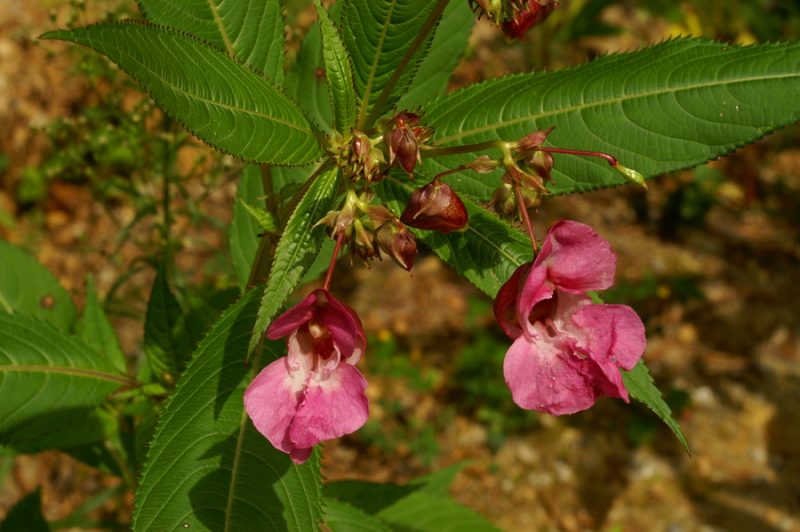 Žlezva nedotika (Impatiens glandulifera), Limbarska gora, 2006-08-20 (Foto: Benjamin Zwittnig)