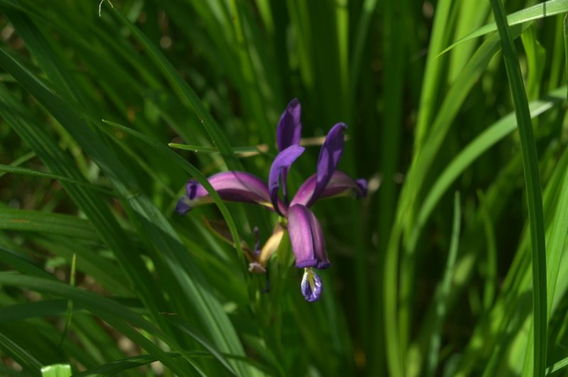 Travnatolistna perunika (Iris graminea), 2006-06-04 (Foto: Benjamin Zwittnig)