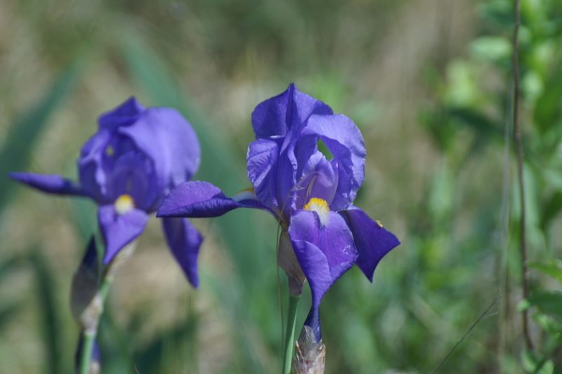 Ilirska perunika (Iris pallida ssp. illyrica), Podpeč (Kraški rob), 2007-04-28 (Foto: Benjamin Zwittnig)