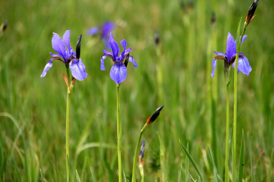 Sibirska perunika (Iris sibirica), 2011-05-21 (Foto: Jure Slatner)