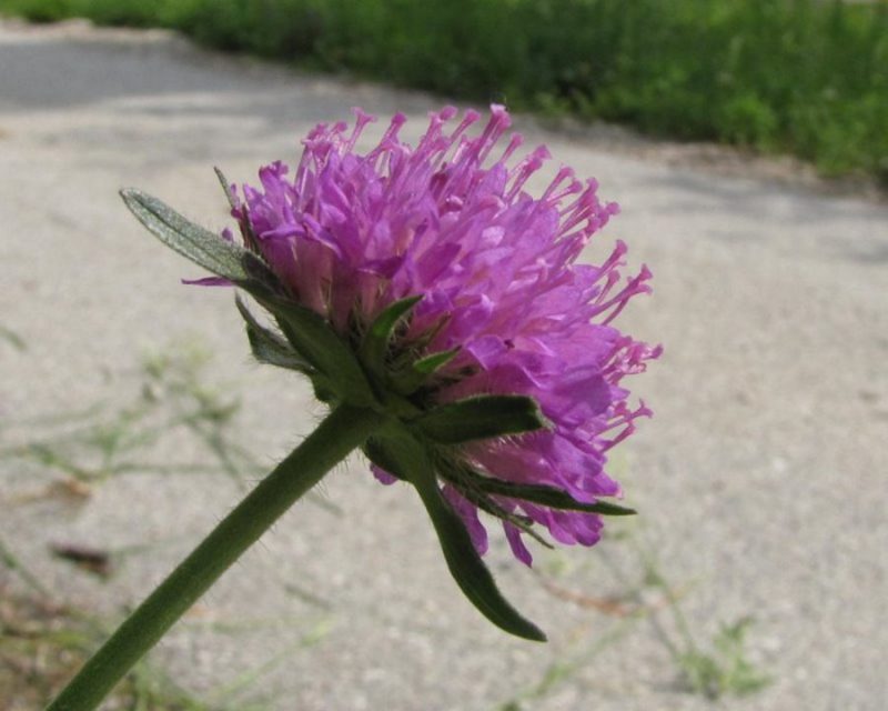 Ilirsko grabljišče (Knautia illyrica), Banjšice, 2012-05-29 (Foto: Boris Gaberšček)