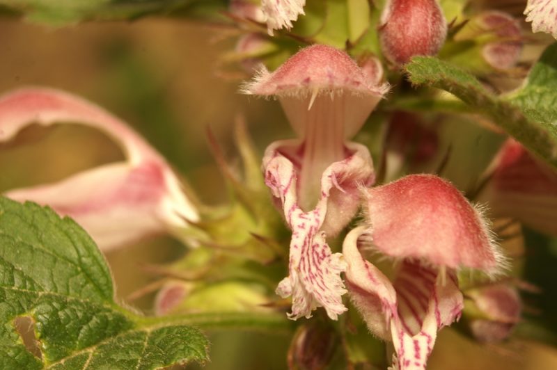 Velecvetna mrtva kopriva (Lamium orvala), Samotorica, 2007-04-14 (Foto: Benjamin Zwittnig)