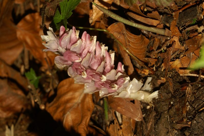 Navadni lusnec (Lathraea squamaria), Rakov Škocjan, 2007-04-06 (Foto: Benjamin Zwittnig)