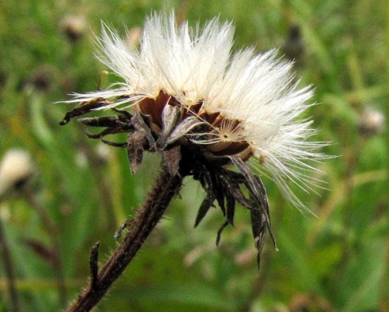 Jesenski jajčar (Leontodon autumnalis), Ljubljana, Fužine, 2010-10-31 (Foto: Boris Gaberšček)