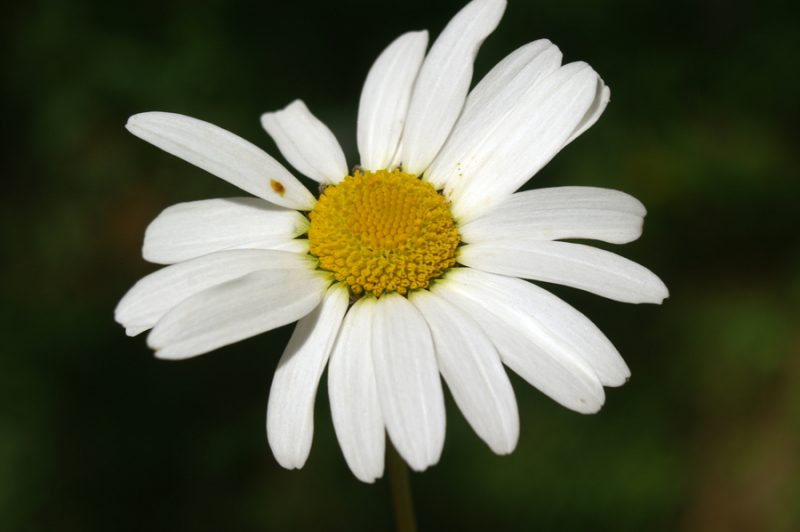 Navadna ivanjščica (Leucanthemum ircutianum), Setnica, 2008-06-01 (Foto: Benjamin Zwittnig)