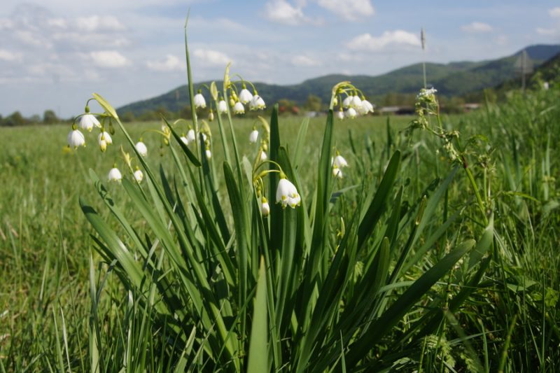 Poletni zvonček (Leucojum aestivum), 2016-04-17 (Foto: Benjamin Zwittnig)