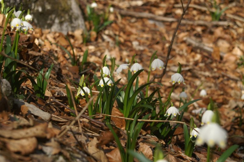 Veliki pomladni zvonček (Leucojum vernum), 2008-02-24 (Foto: Benjamin Zwittnig)