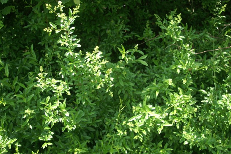 Navadna kalina (Ligustrum vulgare), Setnica, 2008-06-01 (Foto: Benjamin Zwittnig)