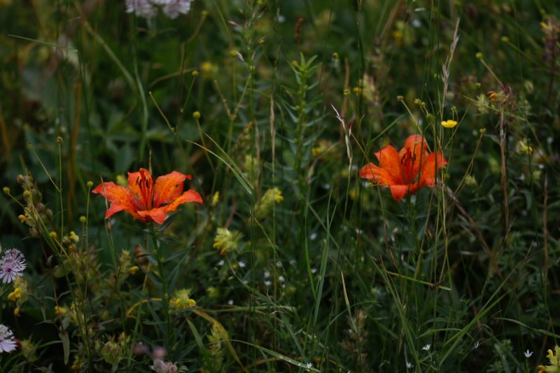 Brstična lilija (Lilium bulbiferum), 2015-06-20 (Foto: Benjamin Zwittnig)