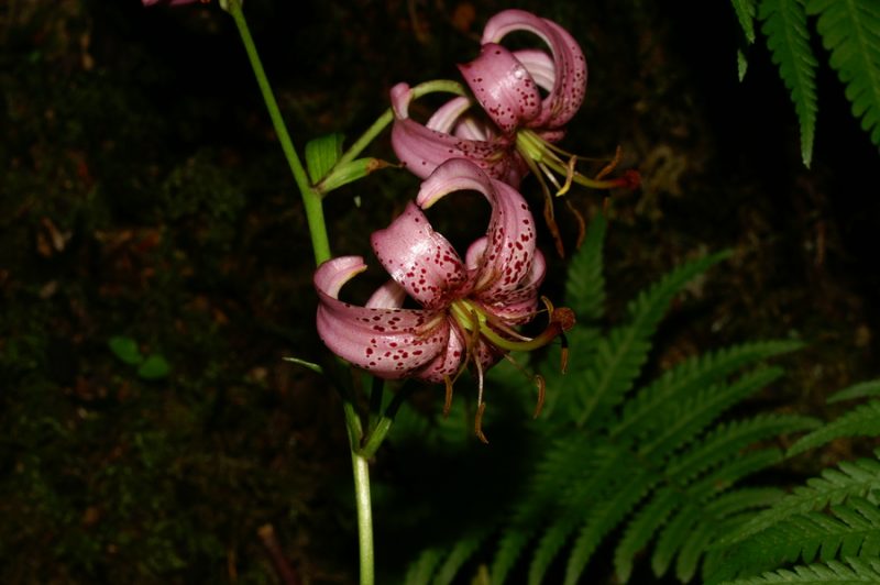 Turška lilija (Lilium martagon), 2006-06-23 (Foto: Benjamin Zwittnig)