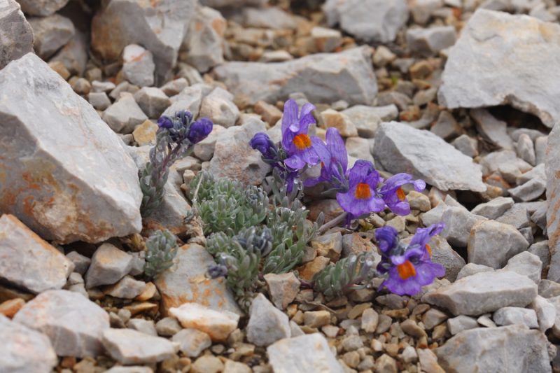 Alpska madronščica (Linaria alpina), Belščica - Stol, 2015-06-17 (Foto: Benjamin Zwittnig)