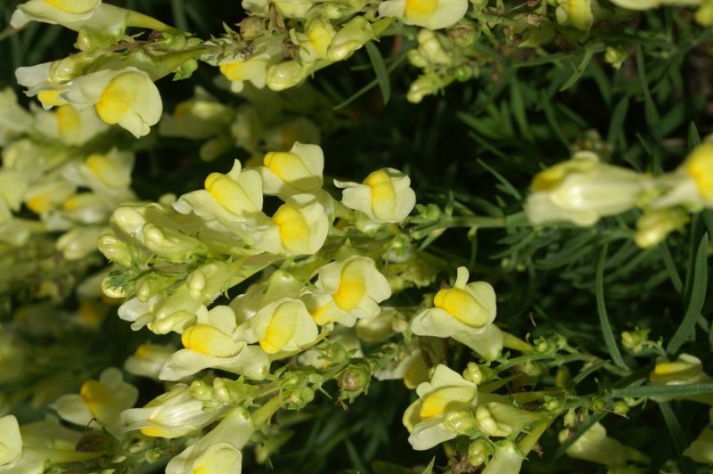 Navadna madronščica (Linaria vulgaris), Malo Mlačevo, 2007-08-12 (Foto: Benjamin Zwittnig)