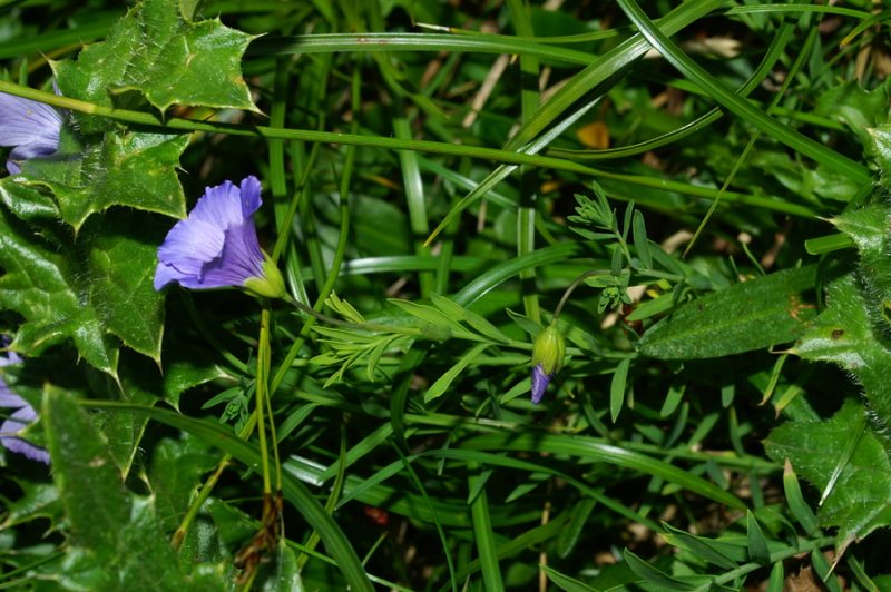 Julijski lan (Linum julicum), Pod Rjavino, 2006-09-01 (Foto: Benjamin Zwittnig)