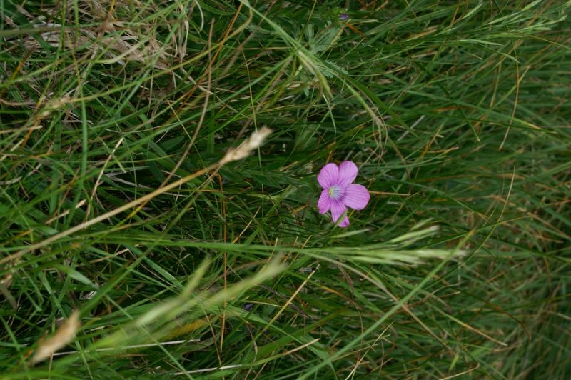 Lepljivi lan (Linum viscosum), Soriška planina, 2006-06-29 (Foto: Benjamin Zwittnig)