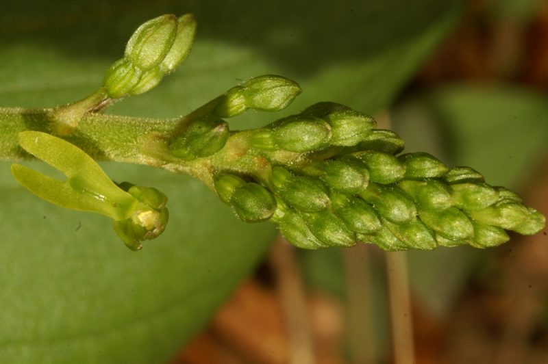 Jajčastolistni muhovnik (Listera ovata), 2007-04-01 (Foto: Benjamin Zwittnig)