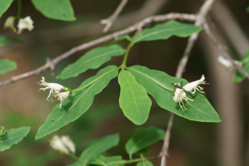 Črno kosteničevje (Lonicera nigra), Pokljuka, 2018-06-10 (Foto: Benjamin Zwittnig)