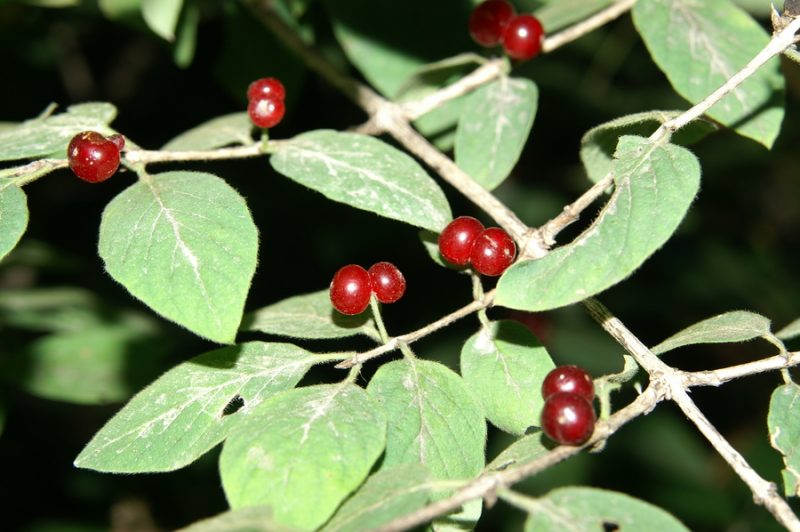 Puhastolistno kosteničevje (Lonicera xylostemum), Toško Čelo, 2009-08-11 (Foto: Benjamin Zwittnig)