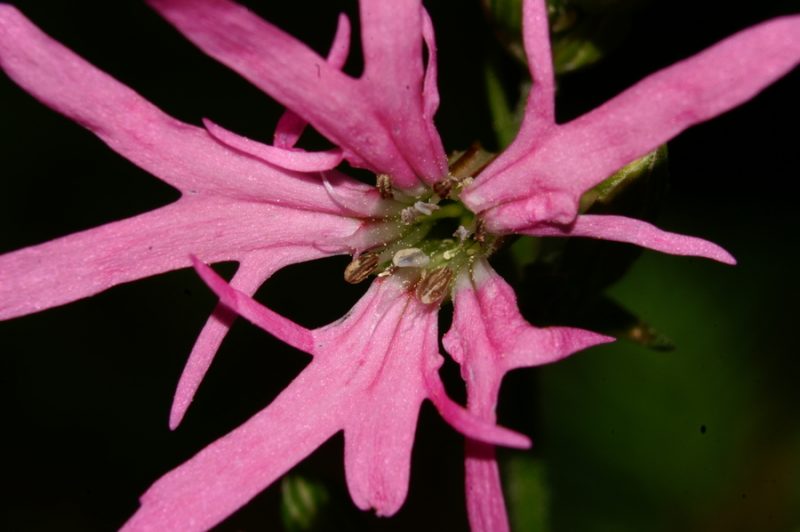 Kukavičja lučca (Lychnis flos-cuculi), Rovte, 2006-06-18 (Foto: Polona Novak)