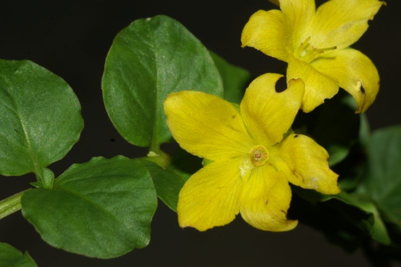 Okroglolistna pijavčnica (Lysimachia nummularia), Radomlje, 2007-09-01 (Foto: Benjamin Zwittnig)