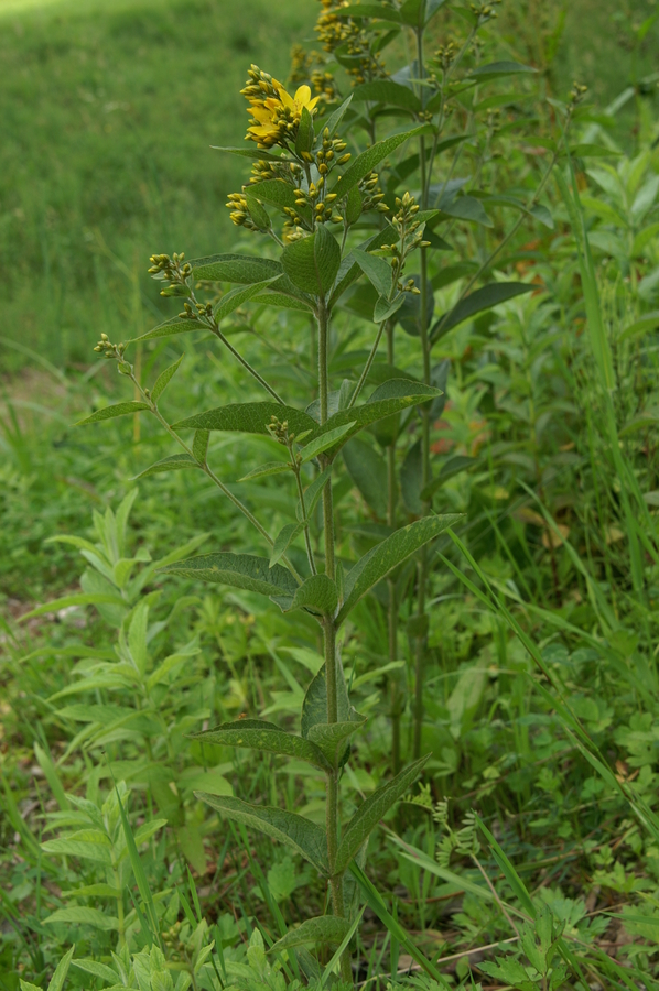 Navadna pijavčnica (Lysimachia vulgaris), Rovte, 2010-06-26 (Foto: Benjamin Zwittnig)