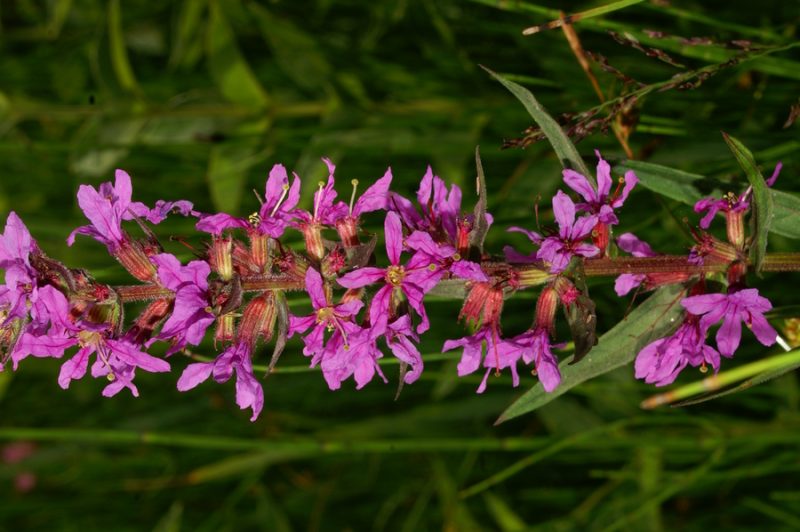 Navadna krvenka (Lythrum salicaria), Lj. barje, 2006-06-22 (Foto: Benjamin Zwittnig)