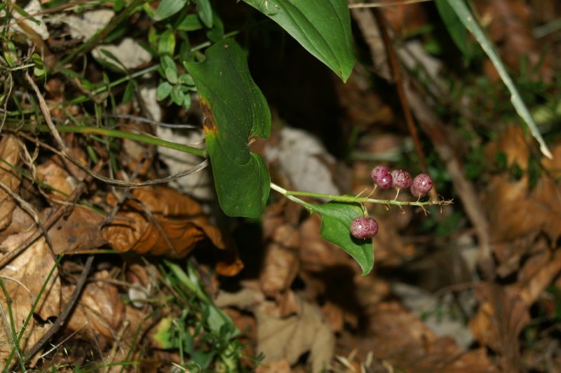 Dvolistna senčnica (Maianthemum bifolium), Podkraj - Javornik, 2007-09-08 (Foto: Benjamin Zwittnig)