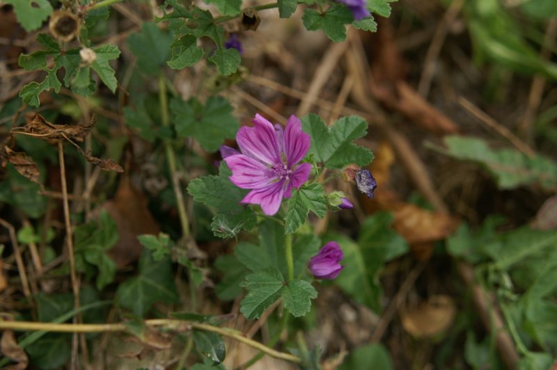 Gozdni slezenovec (Malva sylvestris), Setnica, 2008-09-21 (Foto: Benjamin Zwittnig)