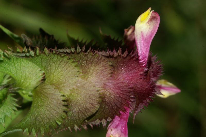 Češljasti črnilec (Melampyrum cristatum ssp. cristatum), Pokojišče - Begunje, 2007-09-09 (Foto: Benjamin Zwittnig)