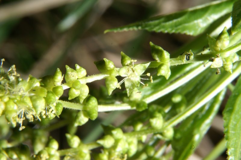 Jajčastolistni golšec (Mercurialis ovata), Polhograjska Grmada II, 2009-04-26 (Foto: Benjamin Zwittnig)