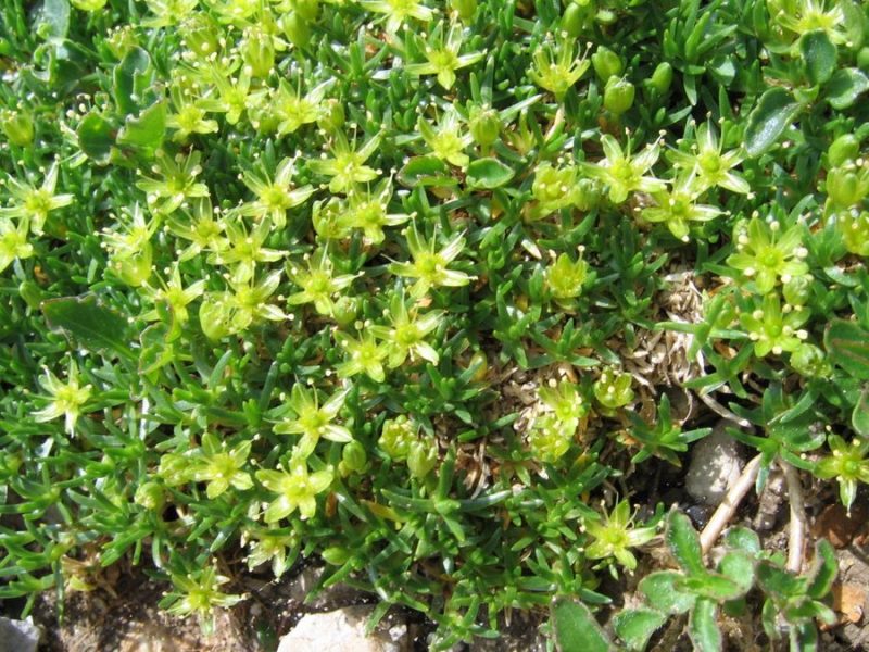 Homulična črvinka (Minuartia sedoides), Stol, 2009-07-22 (Foto: Boris Gaberšček)