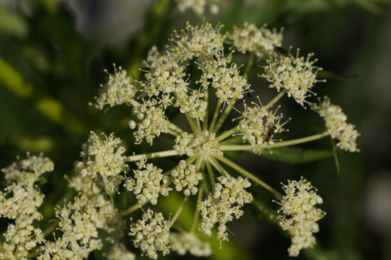 Progasti kobul (Molopospermum poloponnesiacum ssp. bauhinii), nad planino Gozdec (Kanin), 2018-06-20 (Foto: Benjamin Zwittnig)