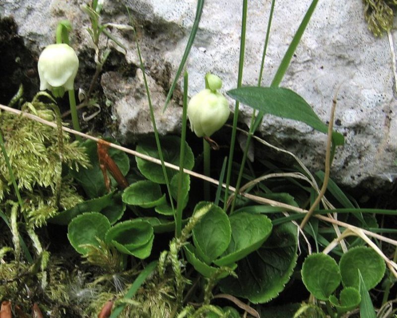 Navadna enocvetka (Moneses uniflora), Breginjskem Stolu, 2010-06-08 (Foto: Boris Gaberšček)