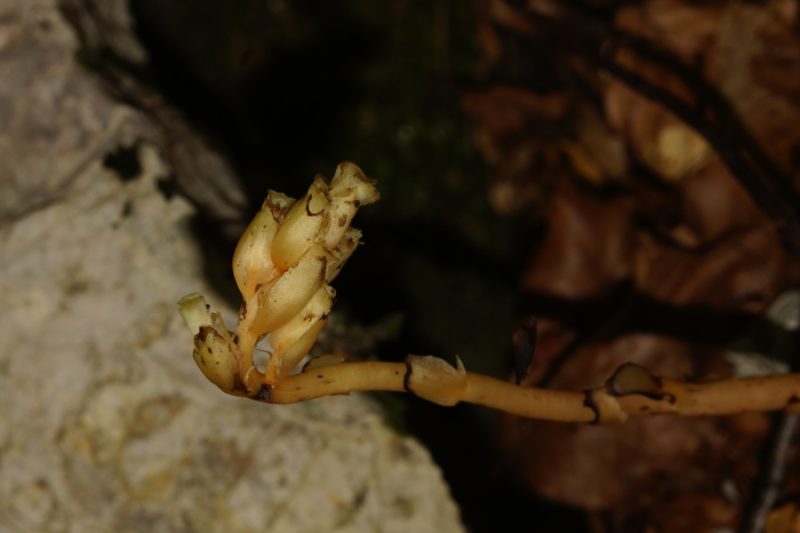 Goli samovratec (Monotropa hypophegea), Soča - planina Trebiščina, 2014-08-17 (Foto: Benjamin Zwittnig)