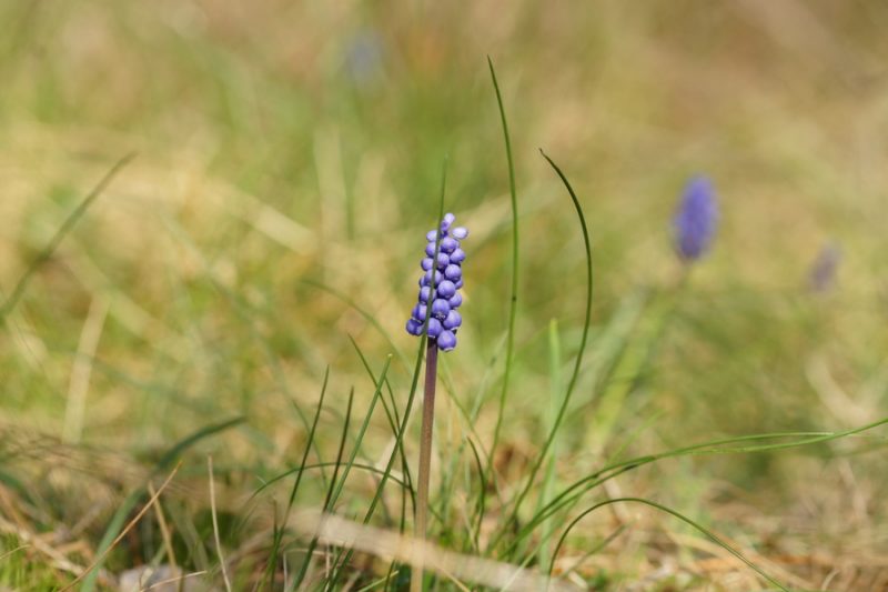 Jagodasta hrušica (Muscari botryoides), Socerb, 2015-04-12 (Foto: Benjamin Zwittnig)