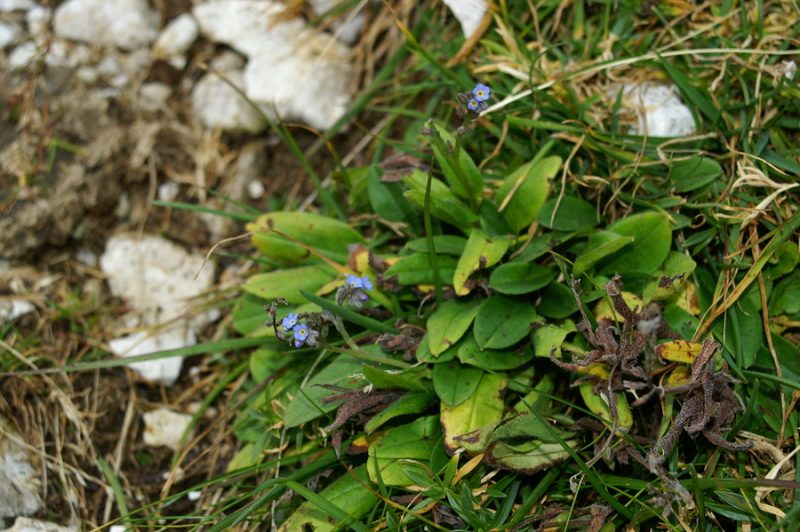 Planinska spominčica (Myosotis alpestris), Veliki Draški vrh, 2006-09-23 (Foto: Benjamin Zwittnig)